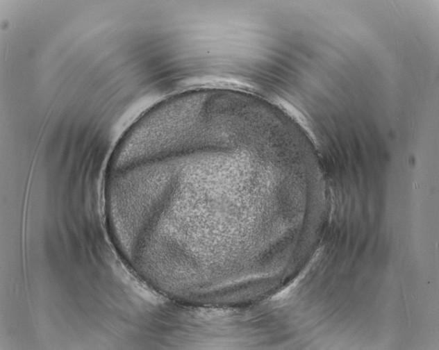 X0000088031082200705251110