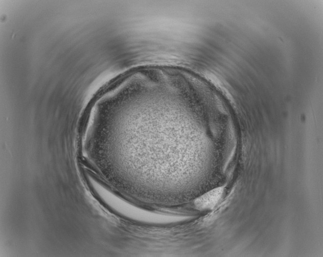 X0000088031085200705251110