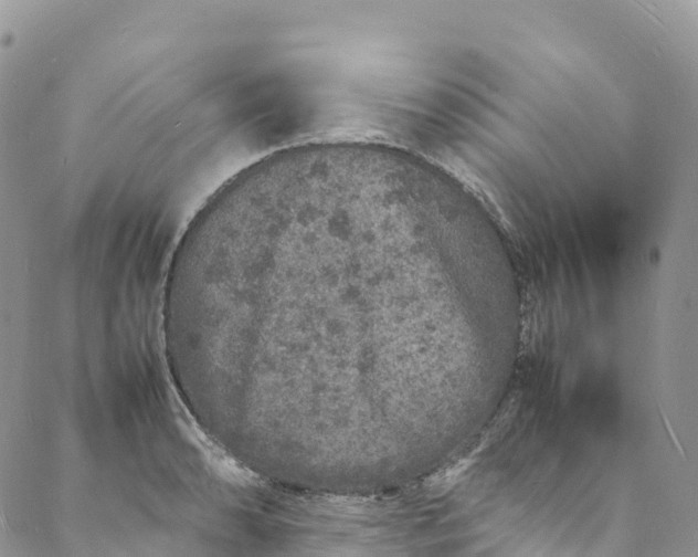 X0000088031086200705251110