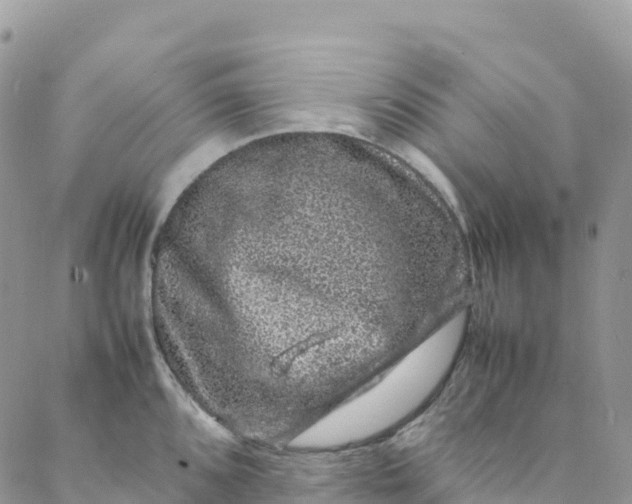 X0000088031096200705251110