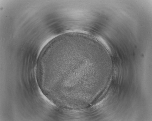 X0000088031100200705251110