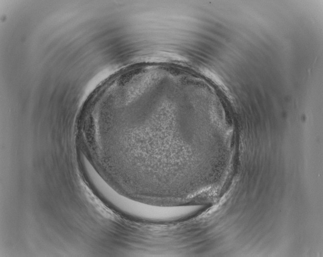 X0000088031122200705251110