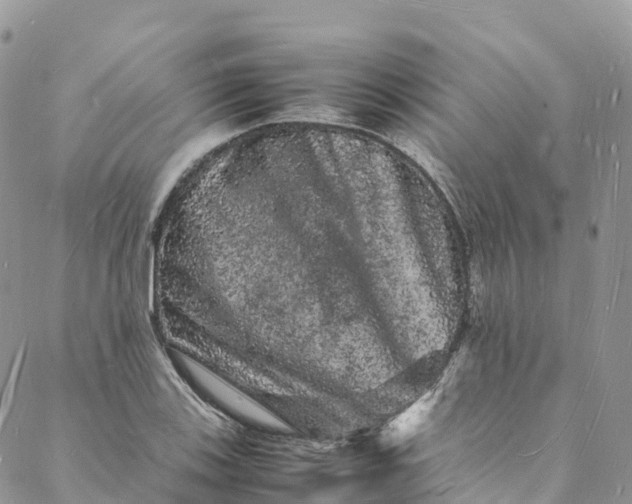 X0000088031123200705251110