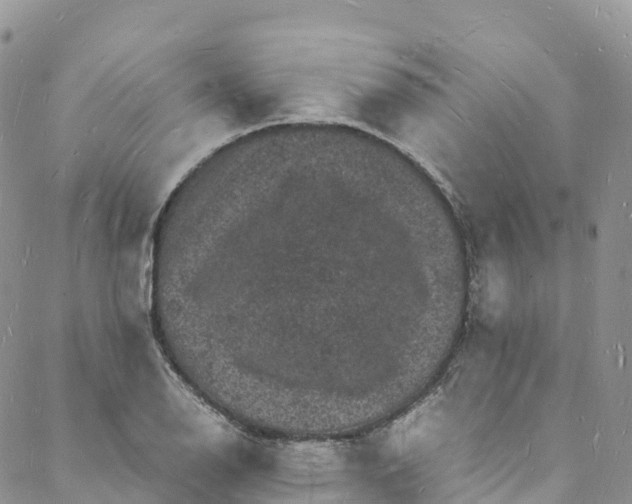 X0000088031126200705251110