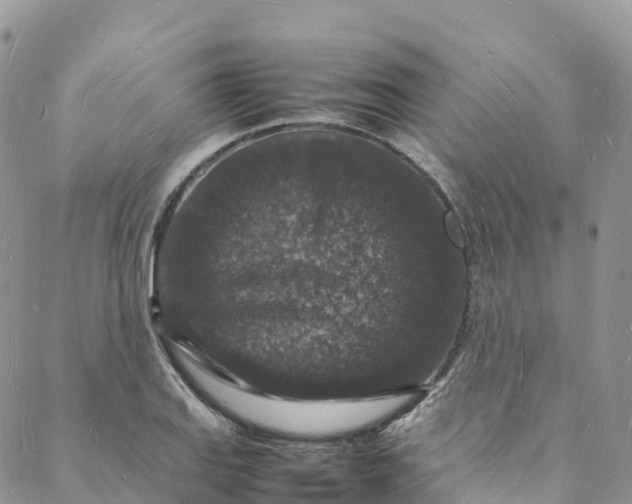 X0000088031127200705251110