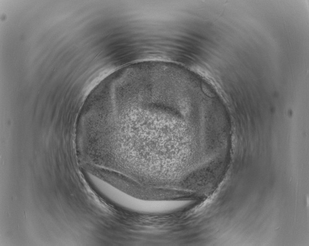 X0000088031129200705251110