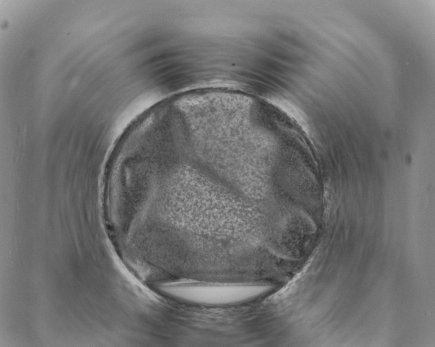 X0000088031135200705251110