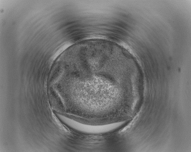 X0000088031137200705251110