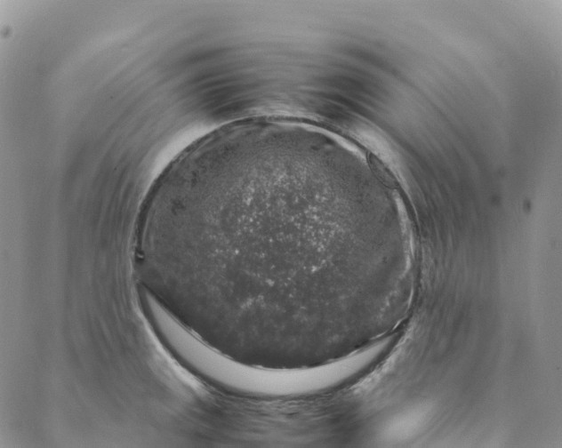 X0000088031141200705251110