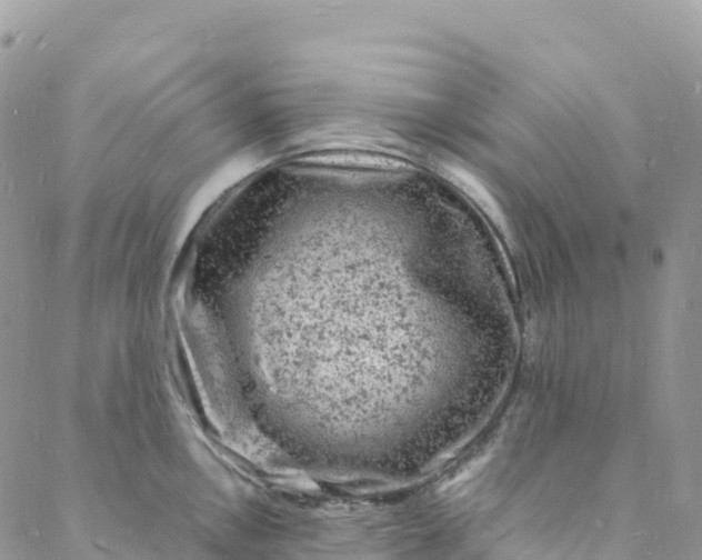 X0000088031146200705251110