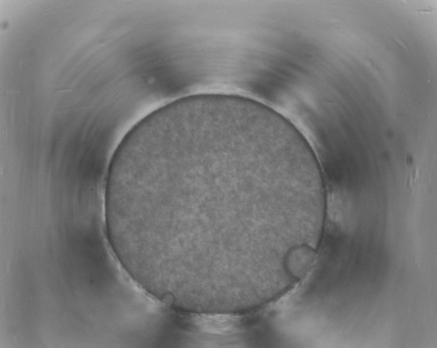 X0000088031150200705251110