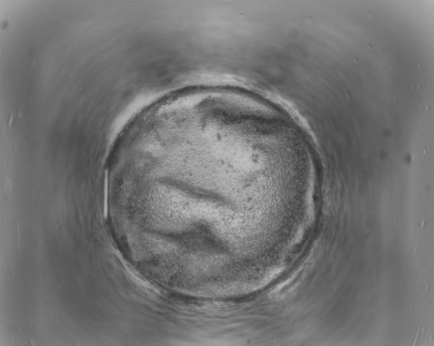 X0000088031175200705251109