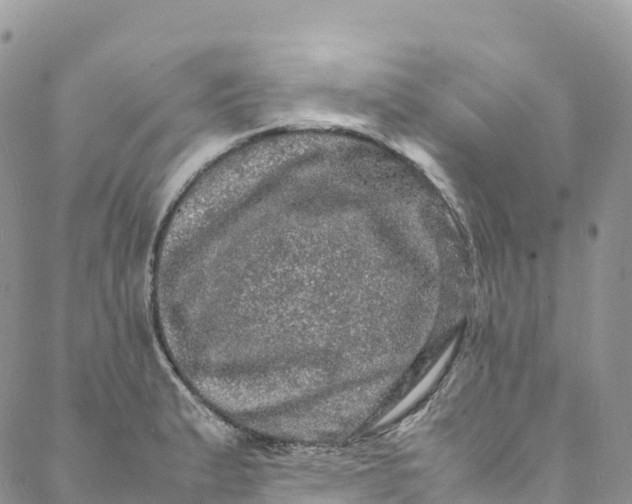 X0000088031183200705251109