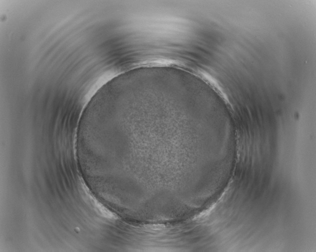 X0000088031186200705251109