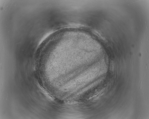 X0000088031208200705251108