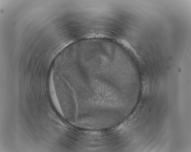 X0000088031217200705251108