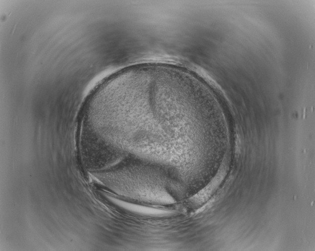 X0000088031222200705251108