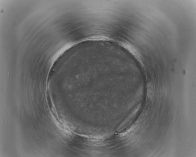 X0000088031229200705251108