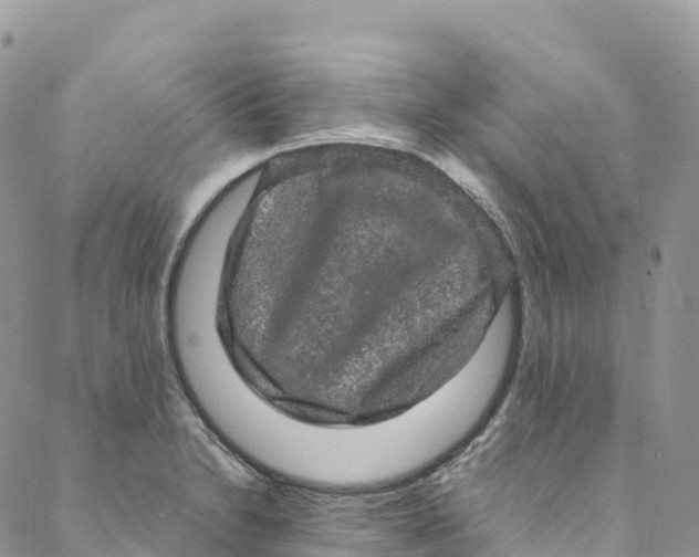 X0000088031230200705251108