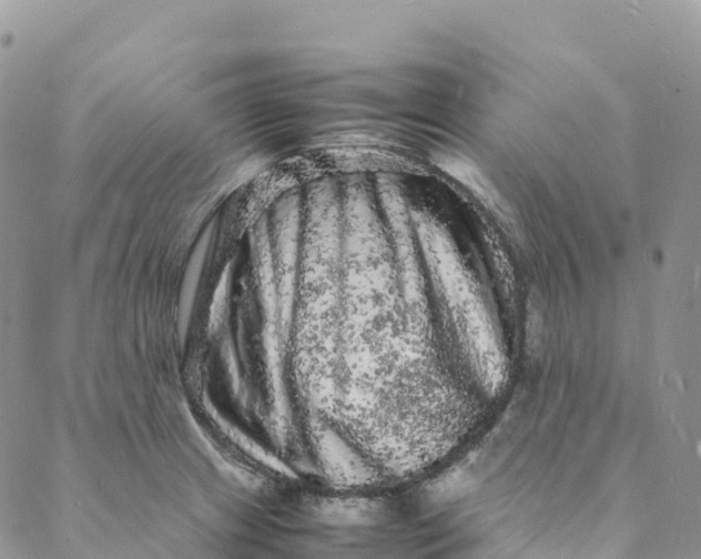 X0000088031233200705251108