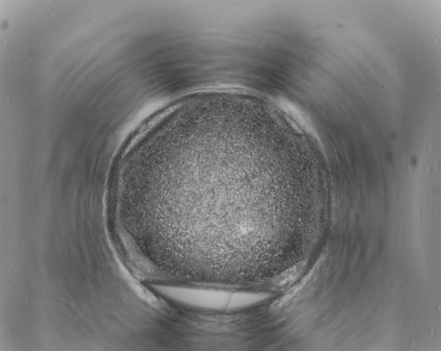 X0000088031237200705251108