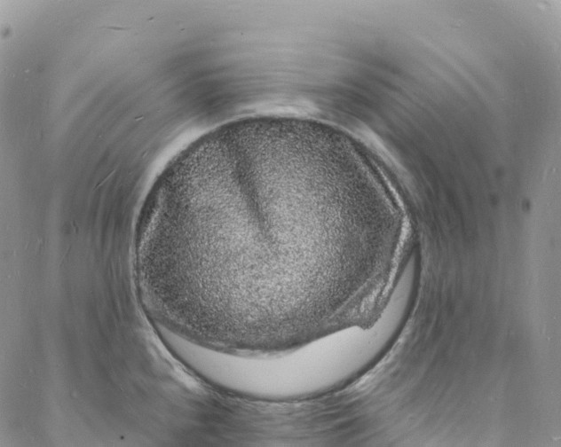 X0000088031240200705251108