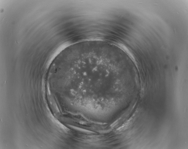 X0000088031243200705251108