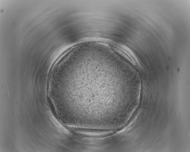 X0000088031244200705251108