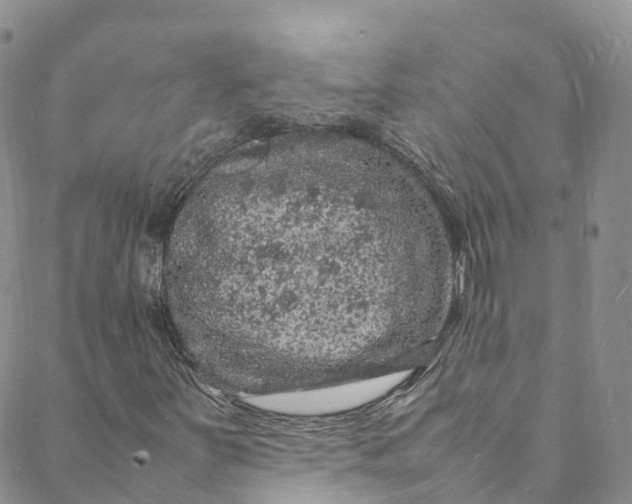 X0000088031251200705251108