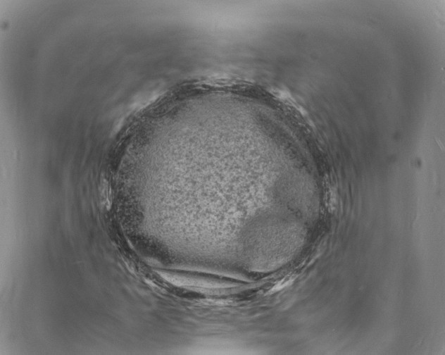 X0000088031253200705251108