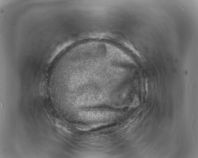 X0000088031256200705251108