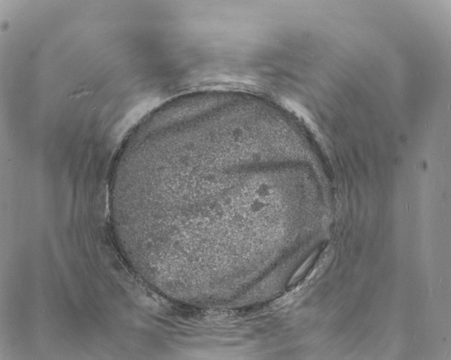 X0000088031267200705251107