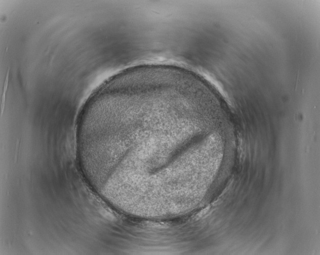 X0000088031270200705251107