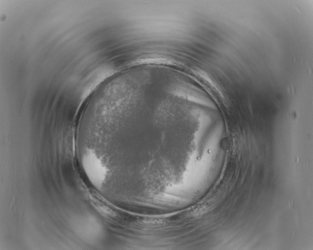 X0000088031274200705251107