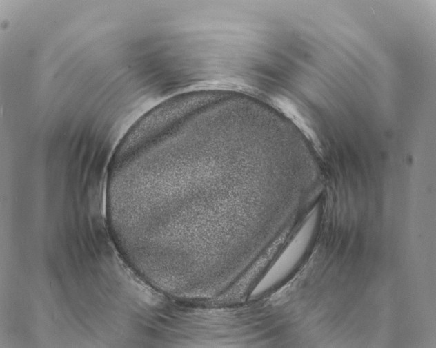 X0000088031276200705251107