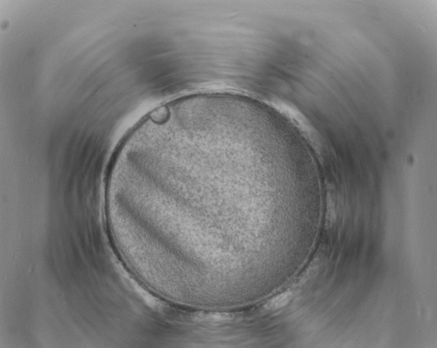 X0000088031286200705251107