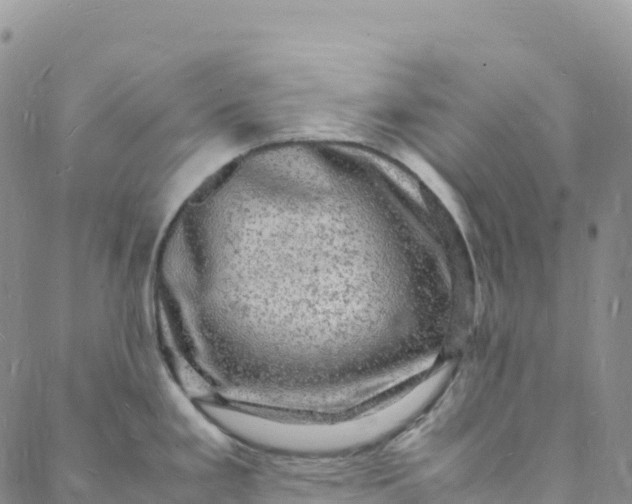 X0000088031293200705251107