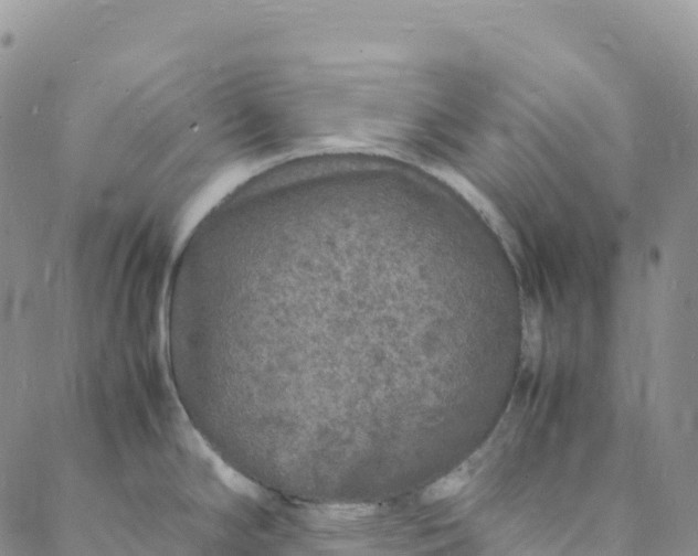 X0000088031294200705251107