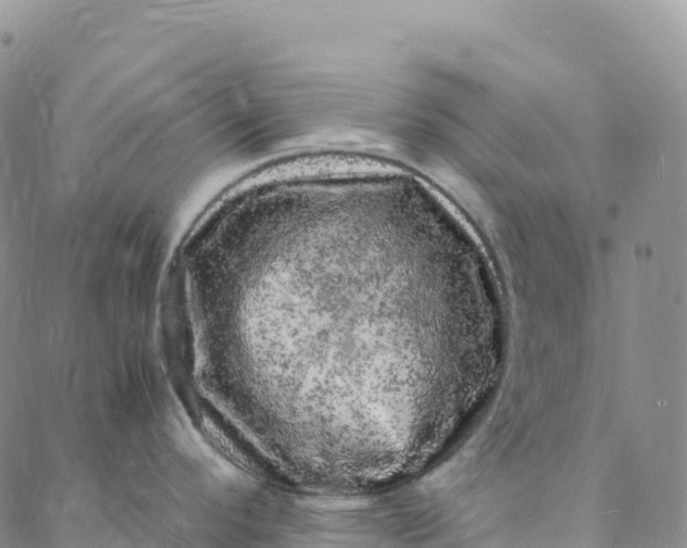 X0000088031296200705251107