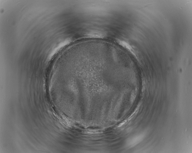 X0000088031307200705251106