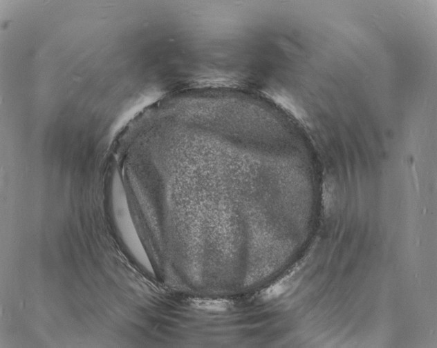 X0000088031309200705251106