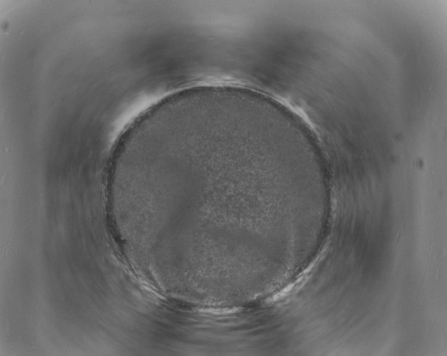 X0000088031311200705251106