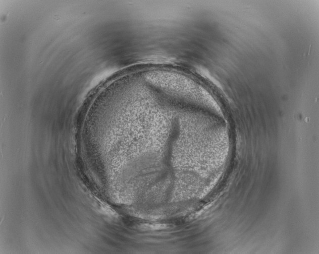 X0000088031315200705251106