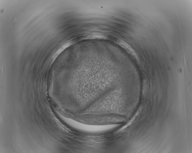 X0000088031321200705251107