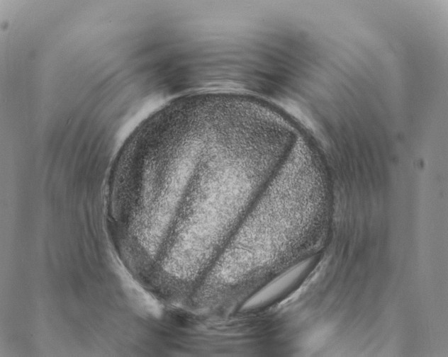 X0000088031325200705251107