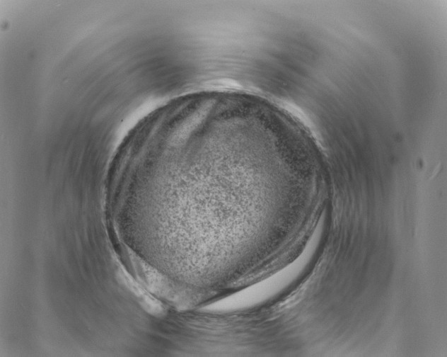 X0000088031326200705251107