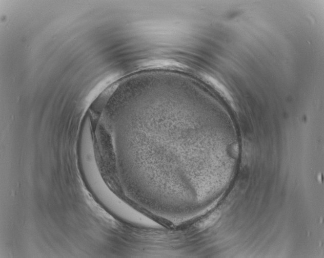 X0000088031330200705251107