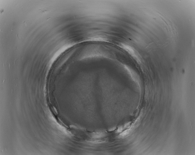 X0000088031331200705251107