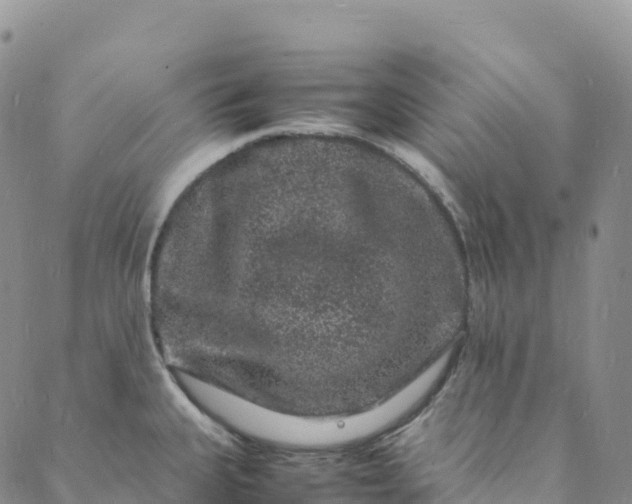 X0000088031335200705251107