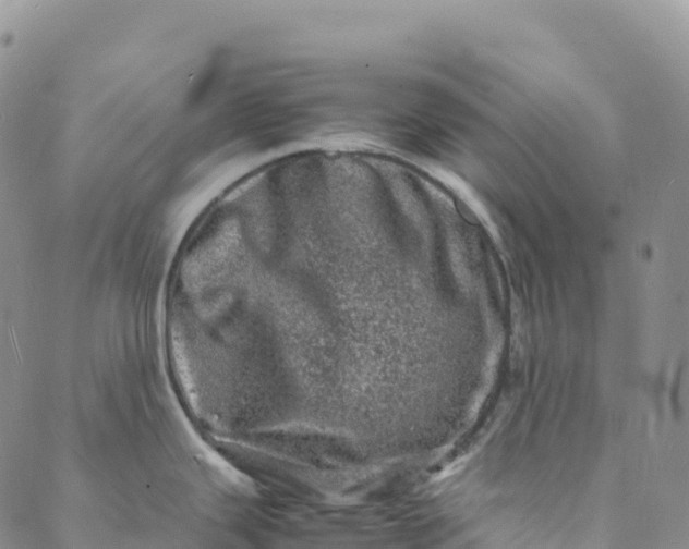 X0000088031343200705251107